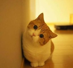 虚拟币手机app钱包下载钱包